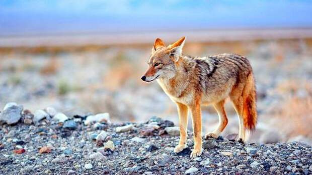 Койот, луговой волк (Canis latrans), фото хищники фотография