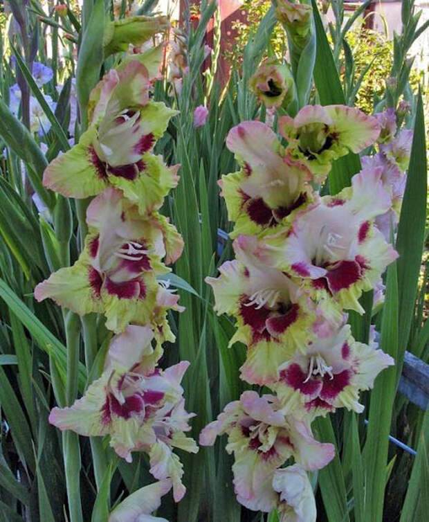 Цветы гладиолусы