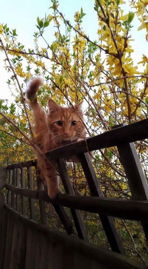 Смешные и забавные кошки