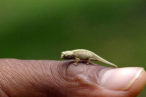 Самая маленькая ящерица в мире Хамелеон малая брукезия (Brookesia minima), самая маленькая мелкая рептилия на Земле, фото рептилии картинка