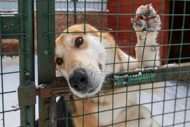 В Екатеринбурге волонтёры спасли пса из лап хронического живодёра