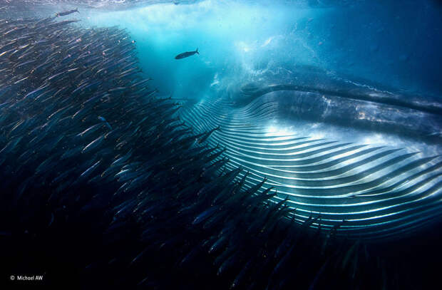 Величественная красота китов