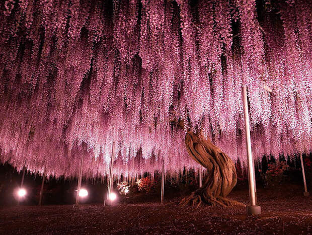 18 фото самых роскошных деревьев в мире