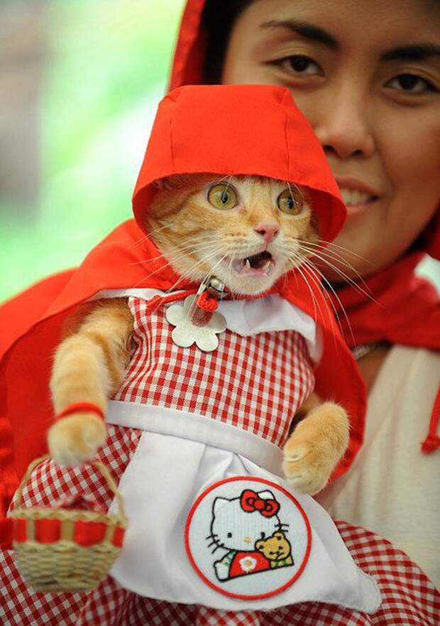lolcats52 100 лучших фотографий кошек всех времен и народов