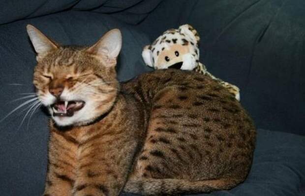 zhivotnye-chihayuschie-kartinki-koshki-sobaki-smeshnye-zhivotnye-kote