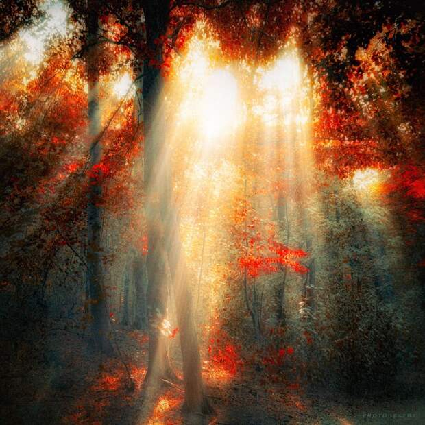 Таинственный лес от Ildiko Neer