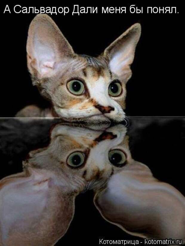 Котоматрица недели (31 фото)