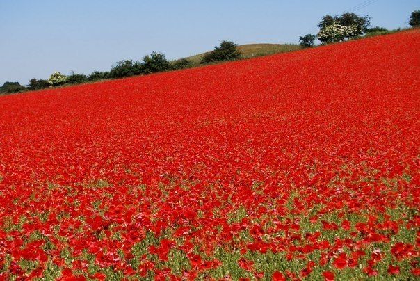 Красота в картинках
