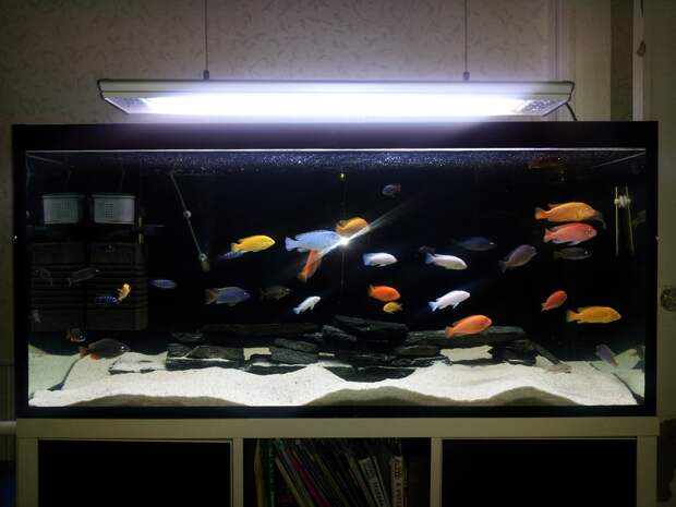 Постройка моего аквариума аквариумистика, рыбы