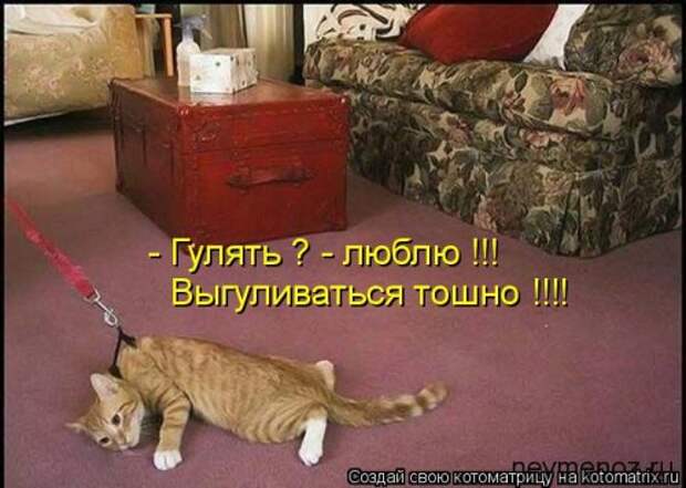 Котоматрица на Бугаге (30 фото)
