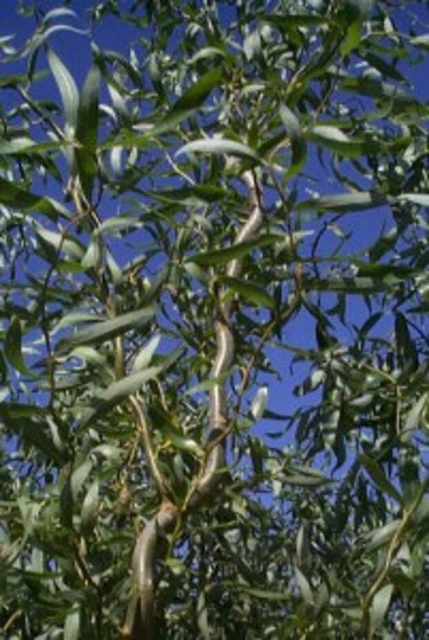 Salix matsudana Tortuosa
