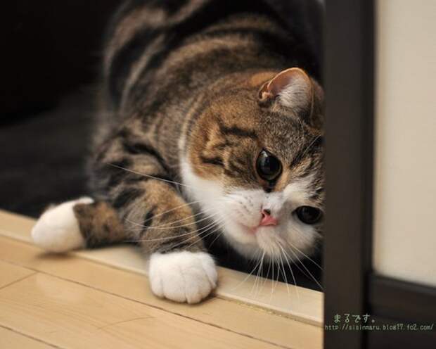 Японский кот Мару