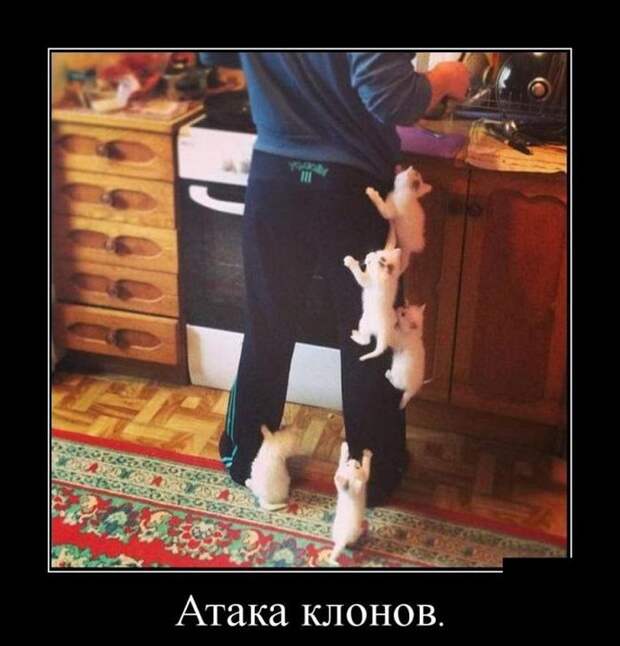 Подборка демотиваторов демотиватор, юмор