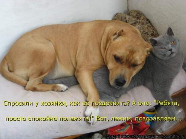 Новая котоматрица (38 фото)
