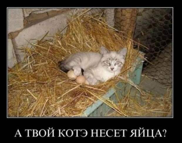 Демотиваторы новые и только смешные.