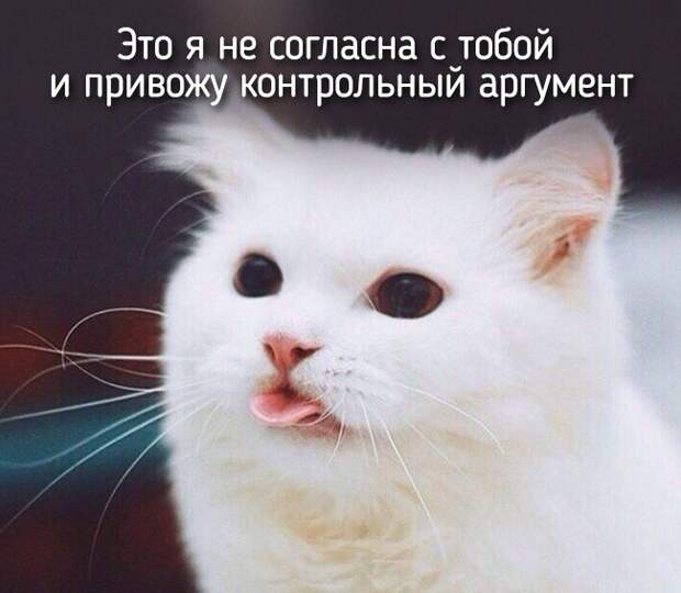 20 животных, которые ведут себя совсем как я животные, позитив