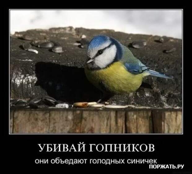 Масса демотиваторов.