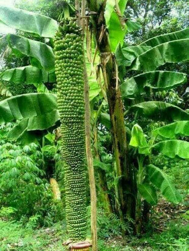 Видели когда-нибудь такую банановую гроздь? еда, изобилие, красиво, растения, урожай
