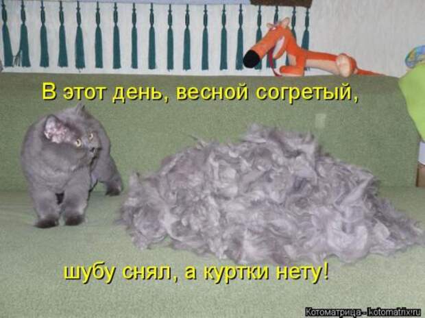 Котоматрицы(картинки с надписями)