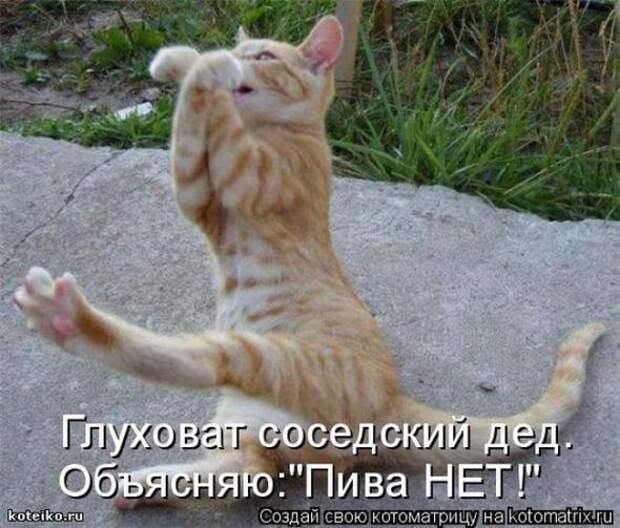 Котоматрицы(картинки с надписями)