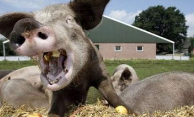 Свиньи съели своего хозяина, оставив только вставную челюсть