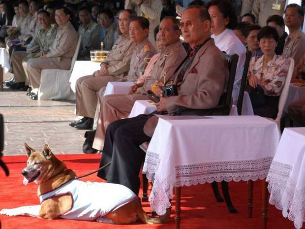 King Bhumibol Adulyadej of Thailand and the dog he rescued from an alley, Tongdaeng, at a boat race in 2008