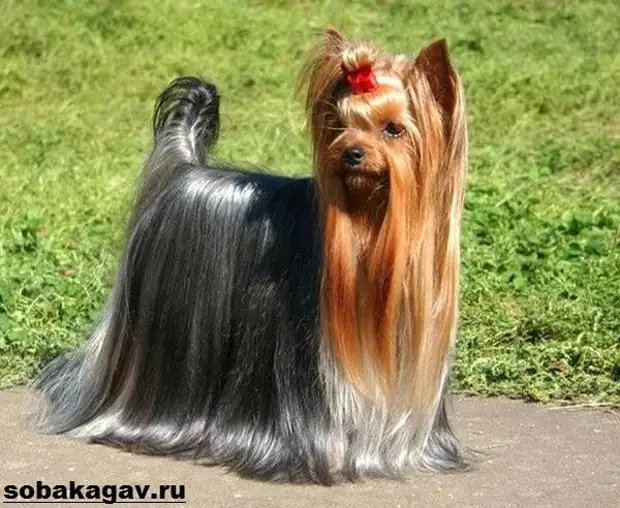 Йоркширский терьер собака. Описание, особенности, уход и цена йоркширского терьера