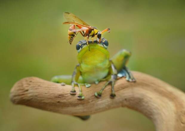 Mandatory Credit: Photo by Frenki Jung/Solent News/REX Shutterstock (4796629c) The wasp perched on the head of the frog Wasp lands on frog's head, Sambas, Indonesia - May 2015 *Full story: http://www.rexfeatures.com/nanolink/qfue This little frog stands stock still to avoid a sting as a wasp lands on its head. The green frog was minding his own business sitting on a branch when the wasp flew over and perched on him. But instead of telling him to buzz off like any of us would do, the frog stayed calm and let him wander around on top of him. This unusual friendship was captured by photographer Frenki Jung, 17, who was taking pictures of the frog when the wasp flew over. Frenki, a student from Sambas in Indonesia, said he was amazed to see how the frog reacted when the insect landed on him. He said: "These pictures were taken in a garden just behind my house, I was taking pictures of my pet frog when the wasp flew over. "It landed right on top of him, it was like he was asking him for a lift".