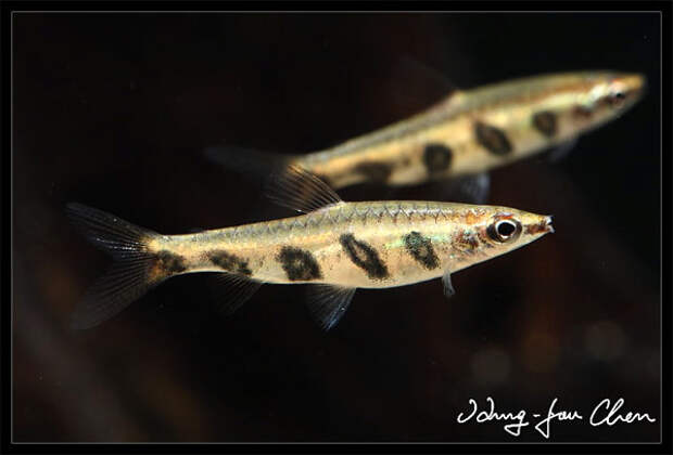 Самые маленькие аквариумные (нано) рыбки Полосатый пецилобрикон (Nannostomus espei), фото нано рыбы картинка