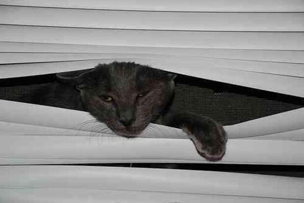Коты и жалюзи Коты и жалюзи