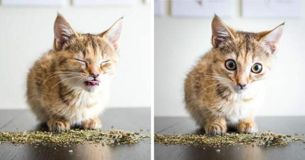 Как выглядят коты под воздействием кошачьей мяты: 15 забавных фотографий Эндрю Мартилла, животные, забавно, кот, мята, трава, фото, фотограф