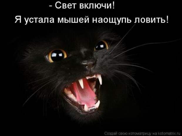Котоматрицы (картинки с надписями)