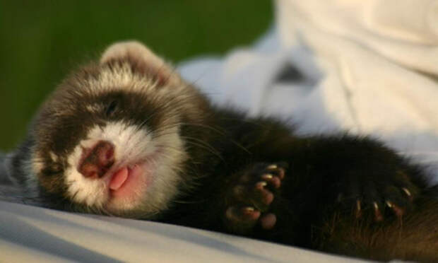 ferret