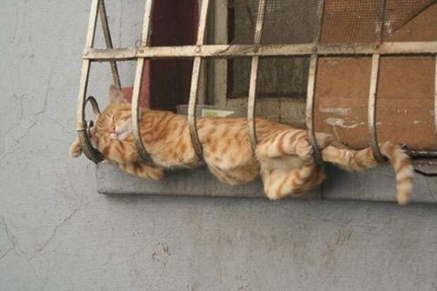 Кошки, которые могут заснуть в любой позе и в любом месте