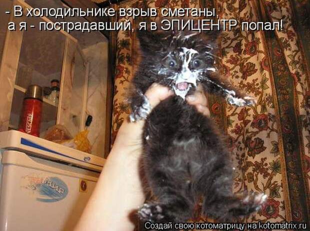 Лучшие котоматрицы недели (50 фото)