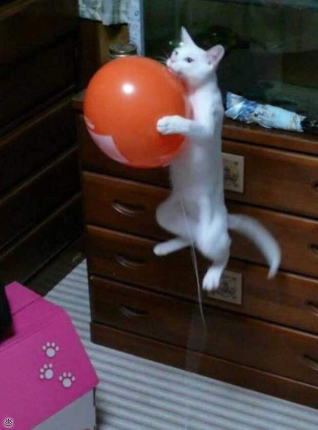 Коты, которых не берёт сила притяжения 5