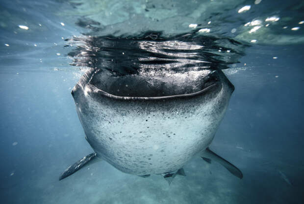 Китовая акула.  животные, подводная съемка, рыбы, фото