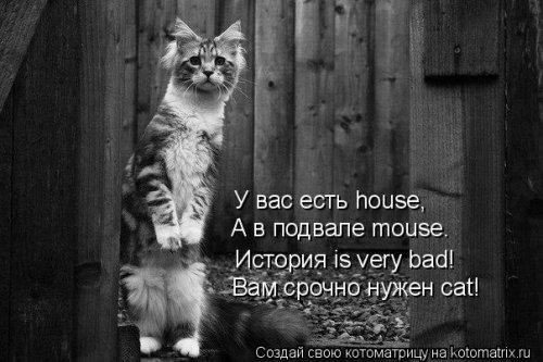 Отличная котоматрица для поднятия настроения (40 фото)