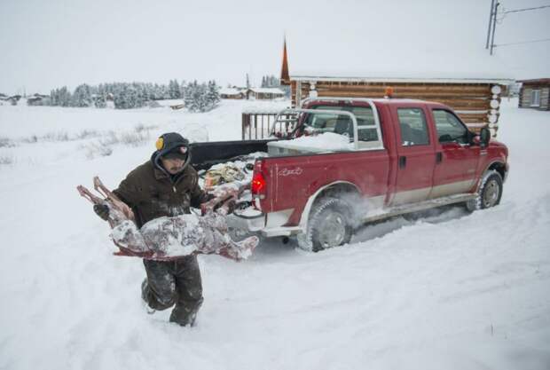 Спорная индустрия добычи меха на Северо-Западных территориях добыча меха, животные, канада