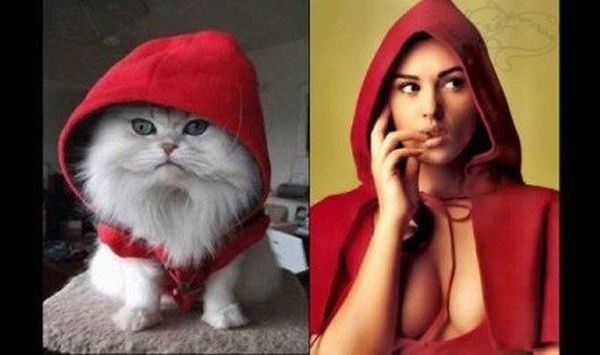 коты воссоздают фотографии, коты кошки фотографии моделей, коты повторяют фото моделей