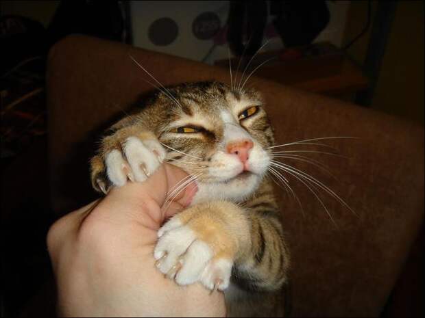 Забавные Животные