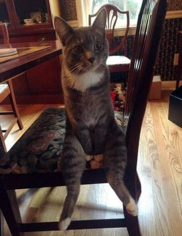 Прикольные котики коты, прикол, фото