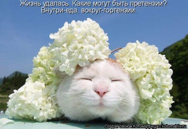 Новая котоматрица (30 фото)