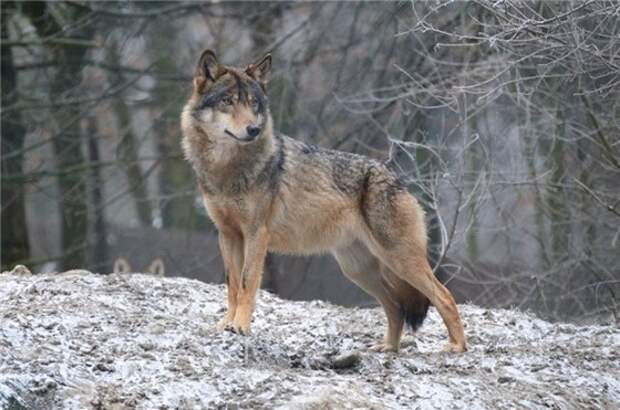 Canis lupus - самые большие волки на Земле
