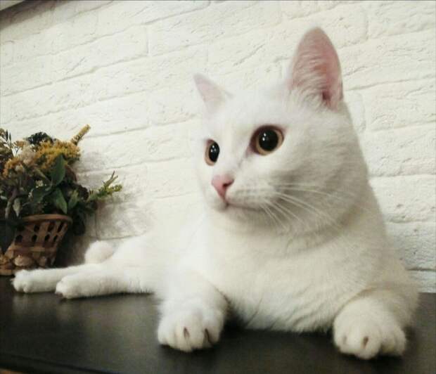 кот нашел дом белый кот рис 2