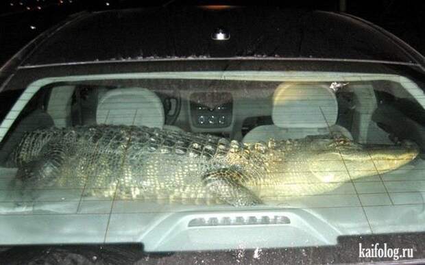 Прикольные противоугонки (50 фото) Прикольные противоугонки (50 фото)