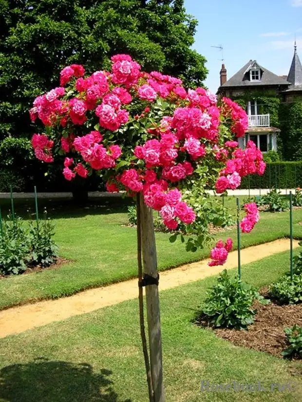 Штамбовая роза на клумбе фото