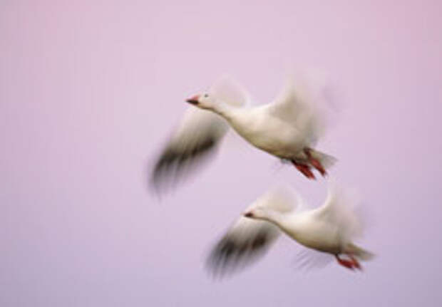 hunting