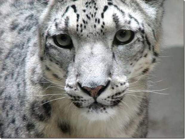 snow-leopard-1