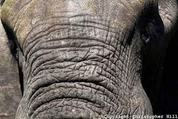 chrishill.photoshelter.com-Elephant-skin-texture-2